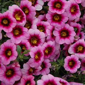 Plant Photo 3