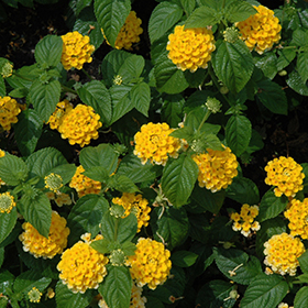 Plant Photo 2