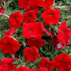 Plant Photo 2