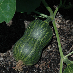 Plant Photo 7