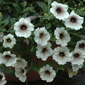 Plant Photo 7