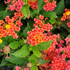 Plant Photo 10