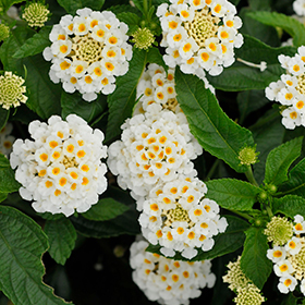 Plant Photo 1