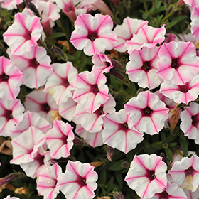 Plant Photo 2