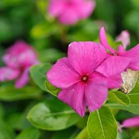 Plant Photo 7