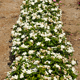 Plant Photo 9