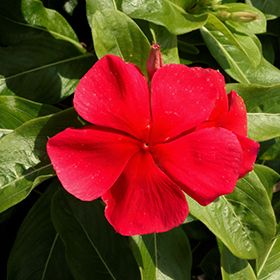 Plant Photo 6