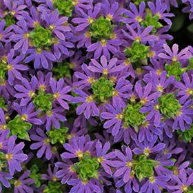Plant Photo 4