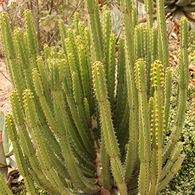 Plant Photo 8