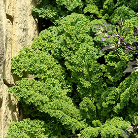 Plant Photo 8
