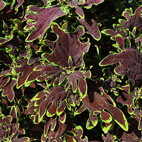 Plant Photo 6