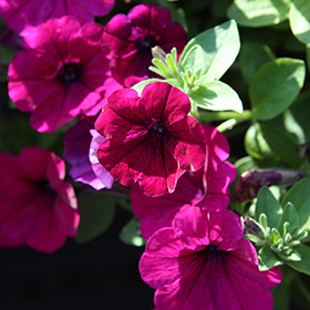 Plant Photo 7