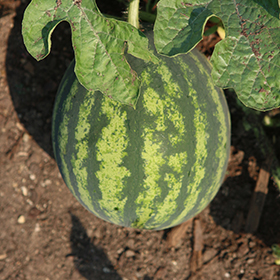Plant Photo 8
