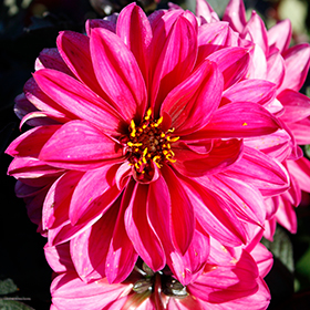 Plant Photo 10