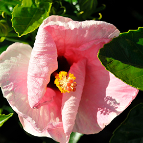 Plant Photo 10