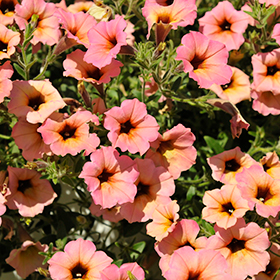 Plant Photo 4