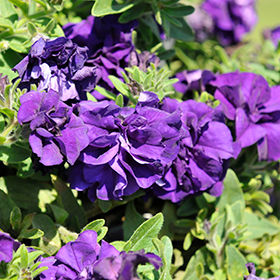 Plant Photo 9