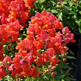 Plant Photo 10