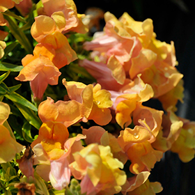 Plant Photo 4