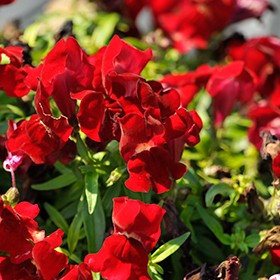 Plant Photo 5