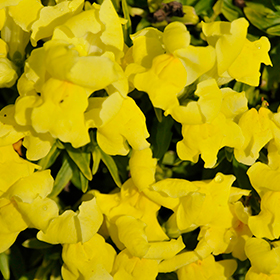 Plant Photo 6
