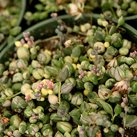 Plant Photo 7