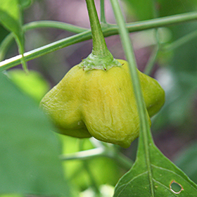 Plant Photo 1