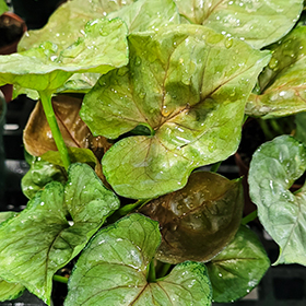 Plant Photo 10