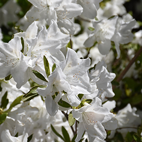 Plant Photo 9