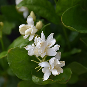 Plant Photo 8