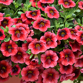 Plant Photo 10