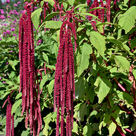 Plant Photo 10