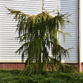 Plant Photo 8