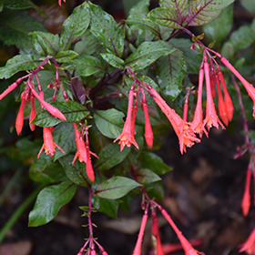 Plant Photo 3