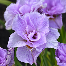 Plant Photo 1