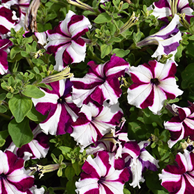 Plant Photo 5