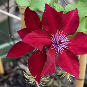 Plant Photo 6