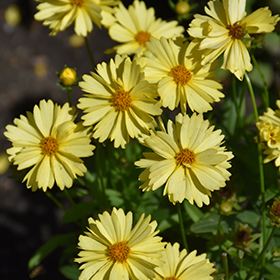 Plant Photo 6