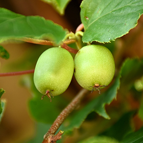 Plant Photo 1