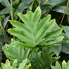 Plant Photo 9