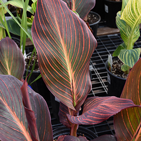 Plant Photo 1