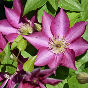 Plant Photo 5