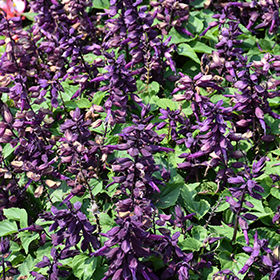 Plant Photo 1
