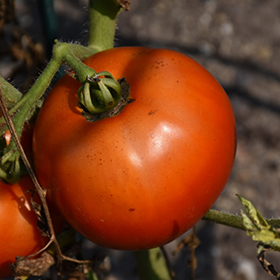 Plant Photo 6