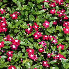 Plant Photo 3