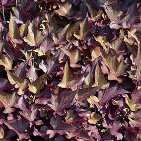 Plant Photo 10