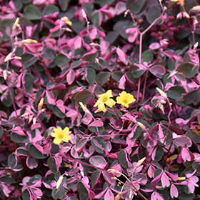 Plant Photo 10