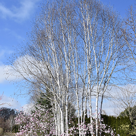 Plant Photo 10