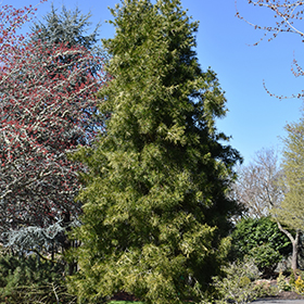 Plant Photo 10