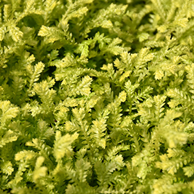 Plant Photo 2